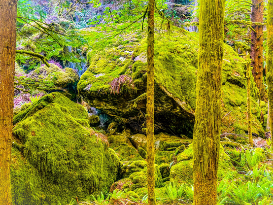 Wide shot picture of forest with trees in front and big rocks in back and both trees and rocks are coated with moss
