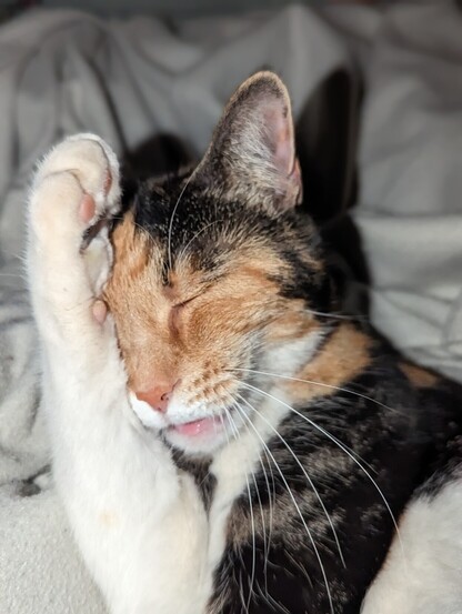 Katze beim putzen