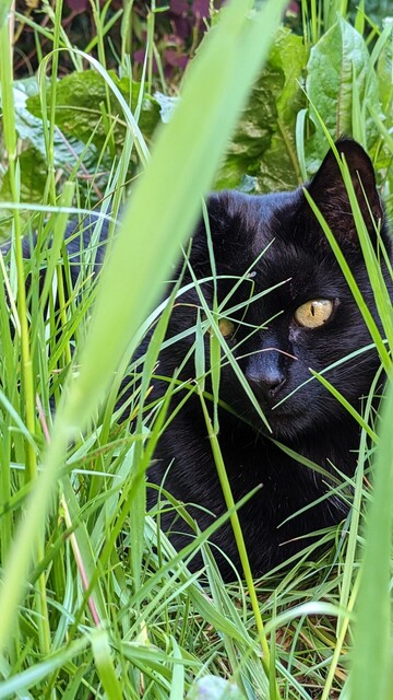 Back cat looking through long green grass