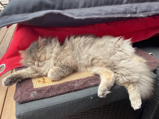 Grey Siberian cat lying on a scratching mat on top of a couch, with two large bean bags acting as a slight overhang