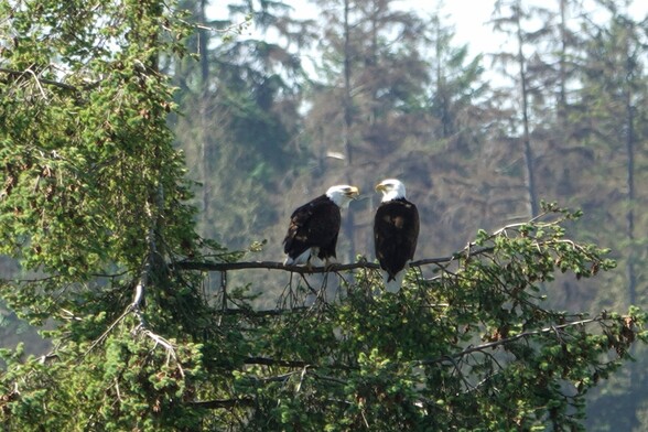 Two eagles sitting in a tree. The left one is facing the right one with its beak open.