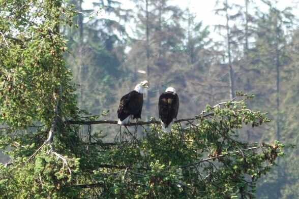 Two eagles sitting in a tree. The left one' head is raised with its beak open.