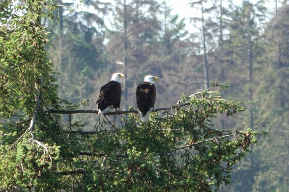 Two eagles sitting in a tree. Both are looking to the right.