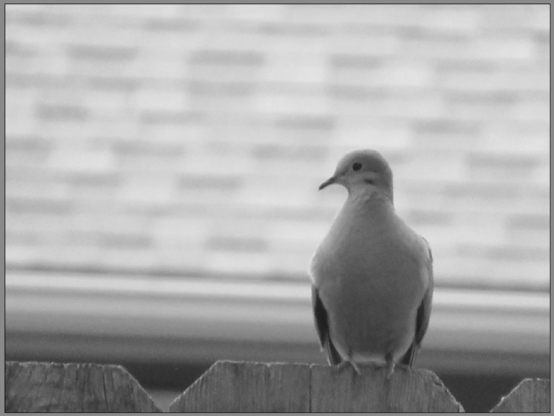 A dove sitting on a wooden fence with a blurry background.