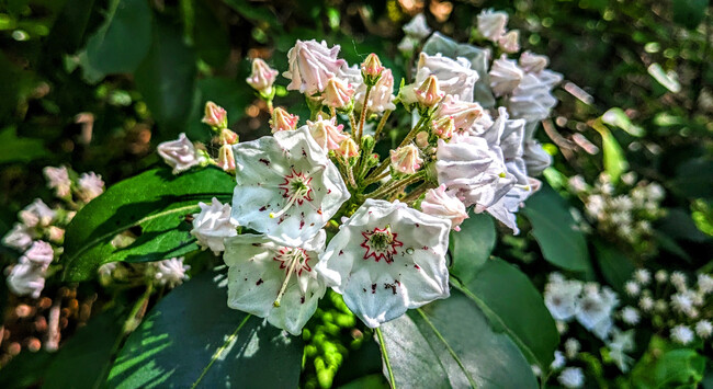 In a thicket in the forest, a closeup of three mountain laurel blossoms in full bloom. They are pentagonal in shape, and bright white with markings of striking dark pink just a few shades lighter than red. They are growing in a cluster of buds and blossoms. Most are still buds in various stages of bloom.