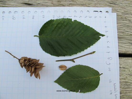 blad-leaf-blatt-feuille-hoja