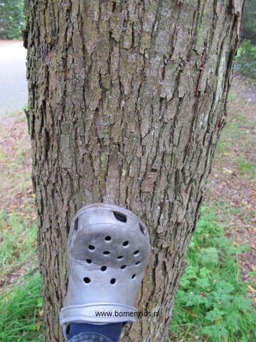 bast-bark-rinde-ecorse-corteza