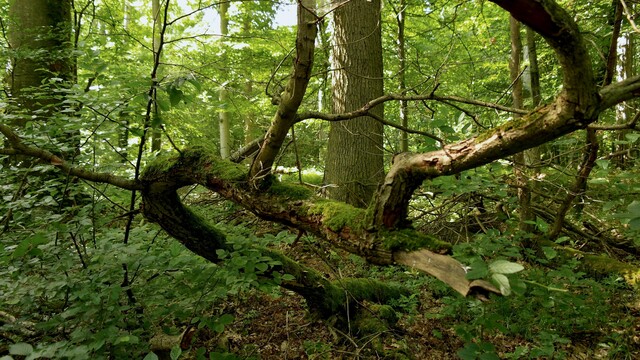 A dead tree branch covered in moss. The background hardwood forest with thick old growth oaks lit by the sun.