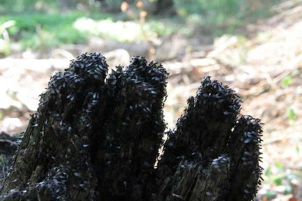 Im Wald
Auf einem halb verrotteten Baumstumpf sitzen hunderte geflÃ¼gelte Ameisen, und warten auf das Startsignal zum Abflug
