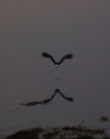 An eagle flies off a Marsh, leaving its own reflection on the ocean. There were two sitting on the Marsh, in my backyard, but by the time I got a camera, this was all that remained