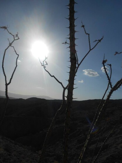 the thorns of a brutish desert ocotillo looms up out of the landscape and stands sentry against a stark blue sky.  The bright white sun shines just to the left, seemingly nestled atop a small branch.