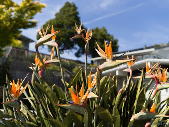 Orange, yellow, and a hint of blue Bird of Paradise blossoms at the end of their stalks in the foreground under a blue sky with wispy clouds.