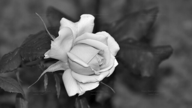 Rose, black and white, photo