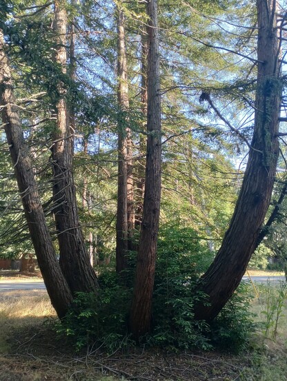 A group of redwood trees in Moraga, California.