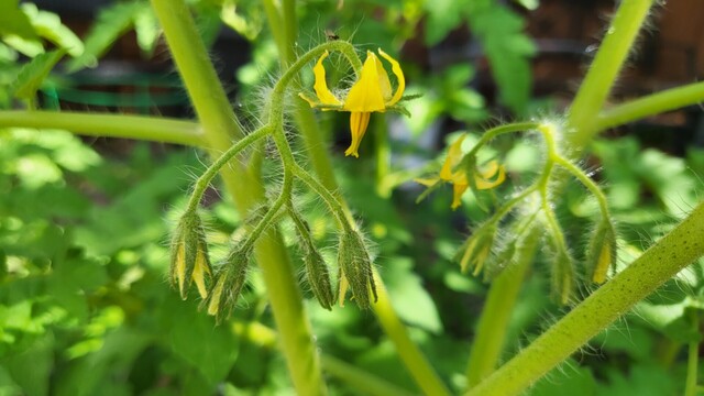 A yellow flower hangs on an inflorescence of a tomato plant. Thereâ€™s also some not quite open buds, and the green part of the plant is covered with find white hairs.