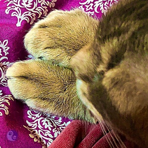 From above, a blurry tabby cat face hovers above two pointy-shaped and large cat paws against a background of magenta with white fleur de lis, illustrating Do cats grow into their paws?