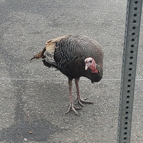 A turkey in the road, looking at the camera.