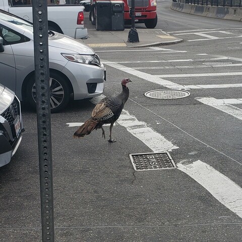 Same turkey, stopping traffic at the corner of Harvard Ave. & Commonwealth.