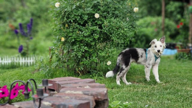 Junger Hund steht mit Snack im maul im Garten