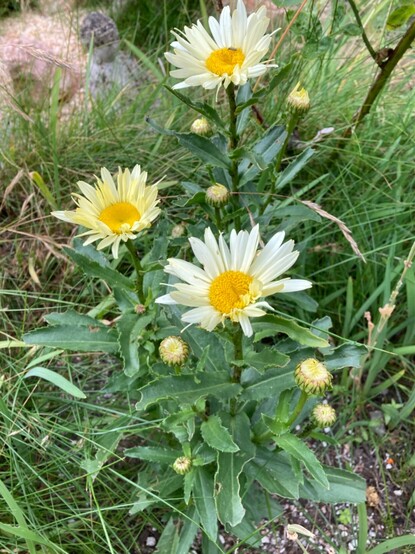 Yellow daisies with dark yellow centre, pale yellow petals and dark green leaves like the leaves of oxeye daisies.