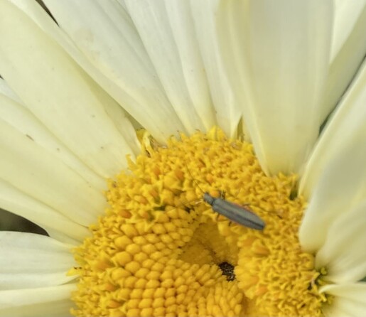 A small, long, thin, pale olive green beetle which seems to have long thin legs and long antennae but the phot isn’t sharp enough to be sure. It’s on the dark yellow centre of a daisy with pale yellow petals.