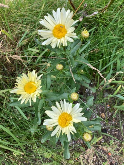 Yellow daisies with dark yellow centre, pale yellow petals and dark green leaves like the leaves of oxeye daisies.