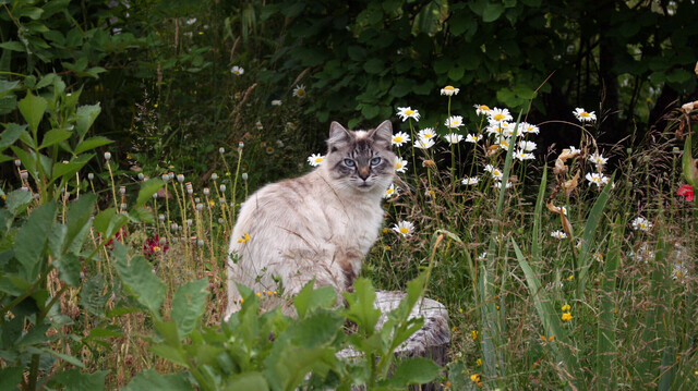 A cat on a stump amid flowers and vegetation.