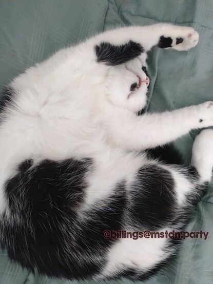 Black and white cat sleeping in a funny way on the bed