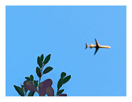 looking up at the cloudless sky from my chair under a shade tree. a commercial airliner is amid picture, flying to the right. a few leaves from the shade tree in the foreground.