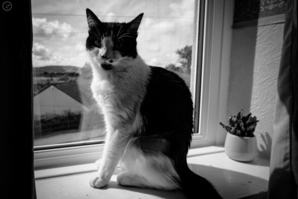 Monochrome shot of black and white cat, framed in window sill looking out of window over fields
