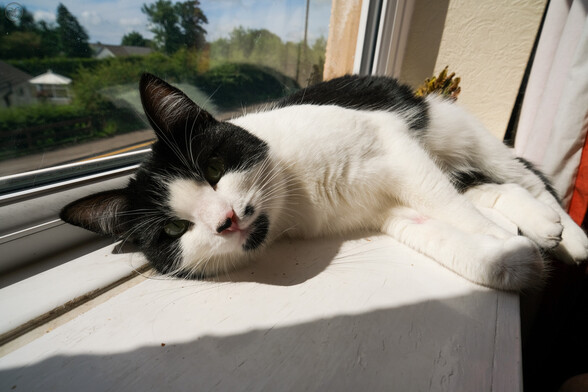 Colour shot of black and white cat, framed in window sill looking out of window over fields