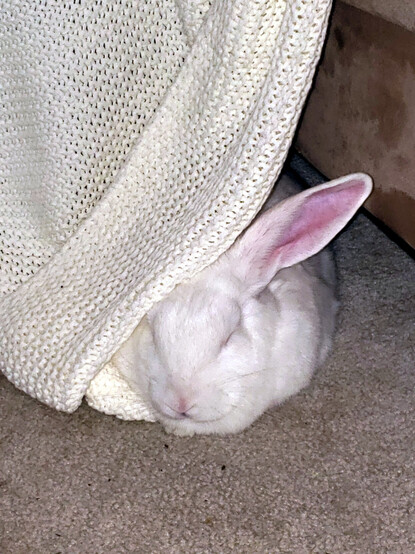 Lena, a white house-rabbit with pink nose and ears, lies on the floor beside a couch, semi-hiding under a draped blanket.

This is shortly after we brought her home from the shelter.