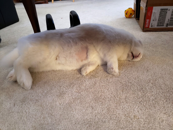 Lena, a white house-rabbit,  lies sleeping on her side, belly exposed to the camera.  This is shortly after her spay surgery, and there is still a bare shaved patch clearly visible.

She is hard asleep.