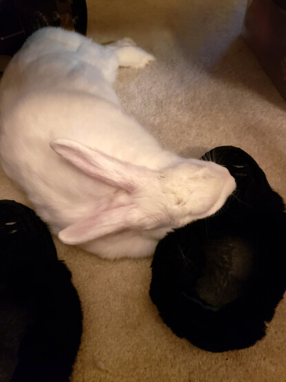 Lena, a white house-rabbit, lies on her side on the floor, with her head resting on a slipper.  She is sleeping.