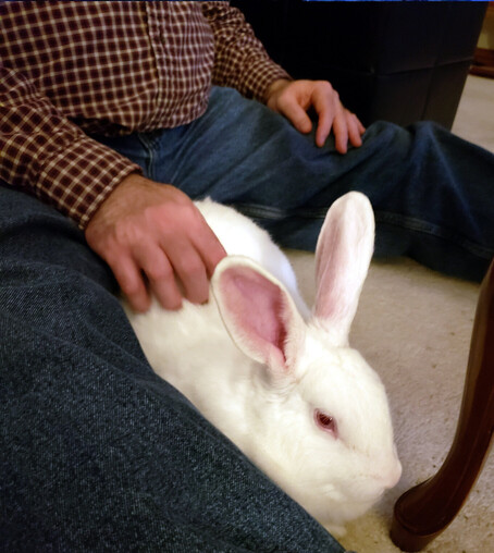 Lena, a white house-rabbit, sits cuddled up against the leg of her servant, keeping a wary eye on the photographer.
