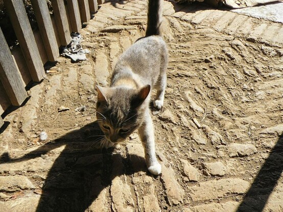 a calico/tabby stray kitten  walking towards the camera