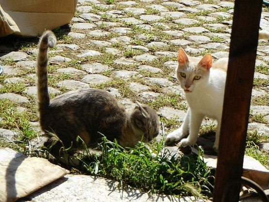 two stray cats ;  the kitten on the left is calico and tabby.  she's in an unusual position ,  crouching a lot and raising her tail  ;   next to her ,  another stray cat (white and a bit  orange)   sitting on a cobblestone floor  in the park