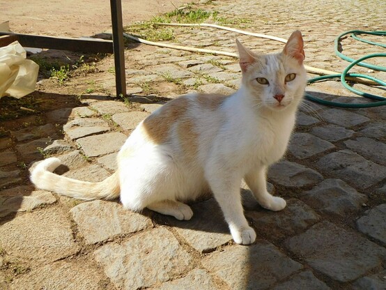 a white and a bit orange  stray cat   sitting on a cobblestones floor in a park ,   seen from her right side ,   looking at the camera with her yellowish eyes
