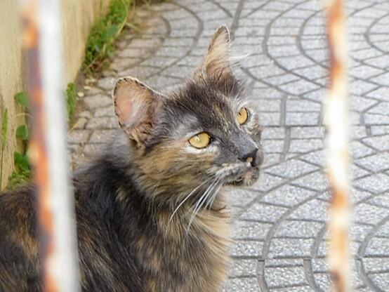 a stray  calico long haired cat's  head  .   she's got big yellow eyes .   she's turning her head 3/4  to the left ,   i'm framing her from behind some bars  that are a bit out of focus on here