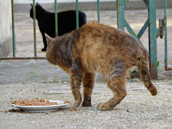 a bit emaciated  grey (brownish)  stray tabby cat  standing up in  front of some cat food  left in a plastic saucer  ,   looking at another black stray cat  that is behind the gate bars .    seen from the side ,   both directed to the left