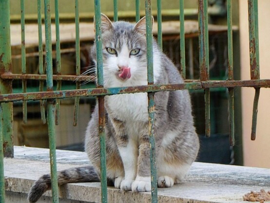 a grey and white  stray tabby cat  sitting on a white wall  behind some green moldy gate bars .    he's sticking out his tongue  ( cleaning his whiskers you know)  .     light  green eyes