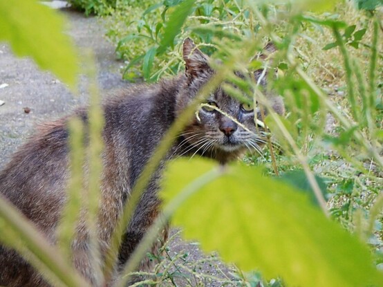 a grey stray cat in a garden  hiding behind some  grass blades/plant leaves  in the foreground