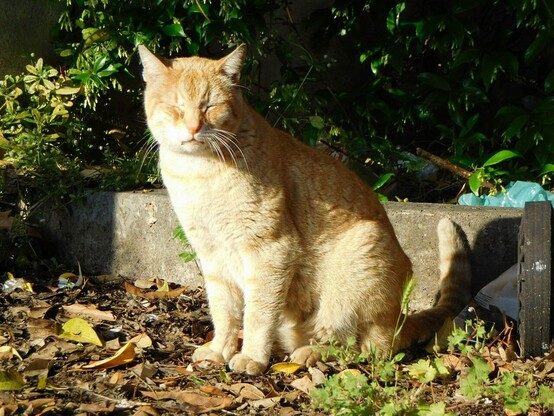 an orange stray cat  sitting in a garden and enjoying the bright sunlight coming from the left .    seen from the front ,  eyes are closed