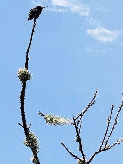Anna's hummingbird perched atop a branch. Pieces of lichen are on bare branches. Blue skies background.