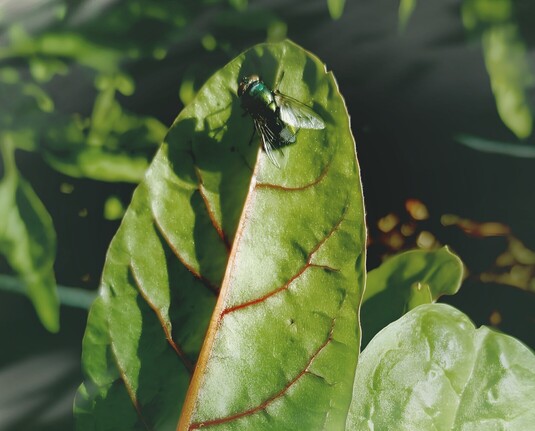 Common green bottlefly on the backside of a swiss chard leaf.
