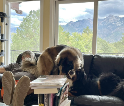 Mountains in the distance, and a coffee table covered in books in the foreground. In the middle a black sofa occupied by two dogs and, barely visible, me. There is a large brown dog, with a black face, and a large black dog with a brown and white face. My slippers are visible, as I was sitting facing the camera with my feet on the table.