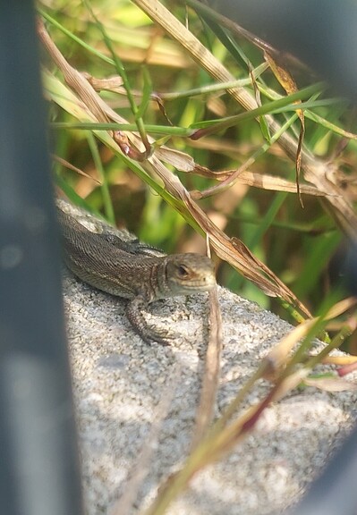 A photo of a viviparous lizard looking right at the camera