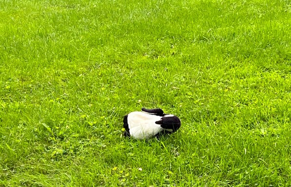A discarded penguin stuffed animal on the grass.