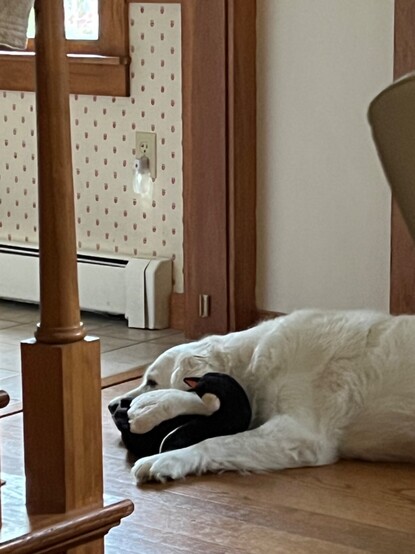 White dog snuggling her stuffed penguin.