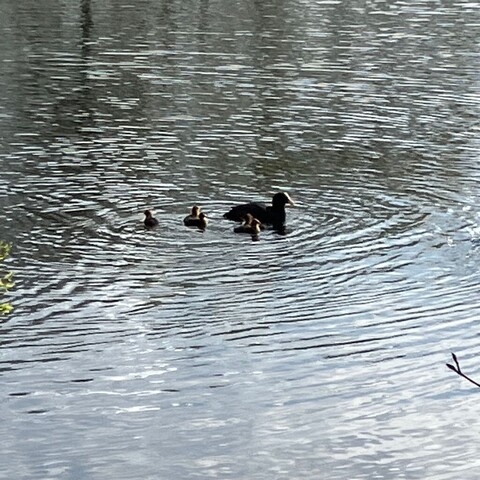 A parent coot swims along with four or five cootlings beside and behind it.